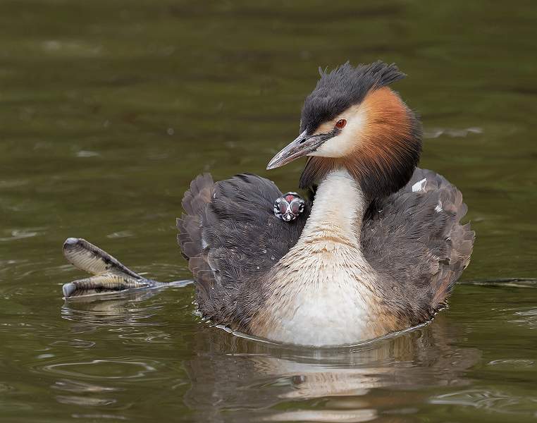 1200 (P) GCGrebe_L4A3777.jpg